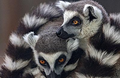 网易《第五人格》联合警方 对外挂制作者实施抓捕