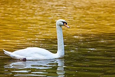 《哈利波特：魁地奇冠军》9＆3登陆各大平台